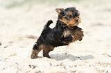 YORKSHIRE TERRIER 054